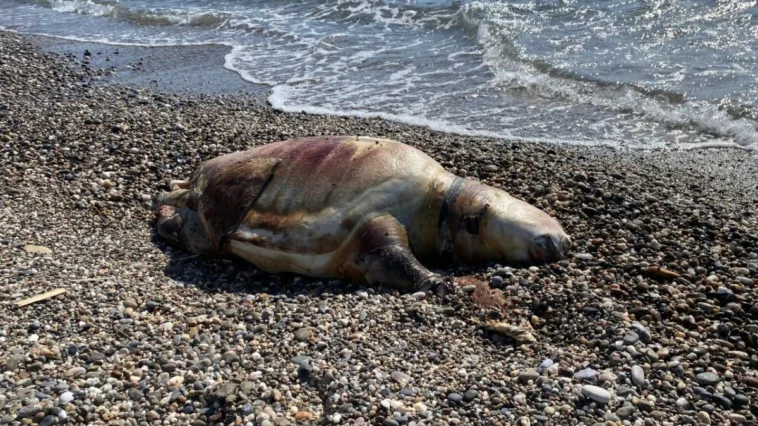 Gazipaşa'da deniz kaplumbağası ölüsü sahile vurdu
