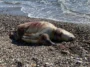 Gazipaşa'da deniz kaplumbağası ölüsü sahile vurdu