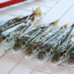 İstilacı balon balığına karşı rekor av