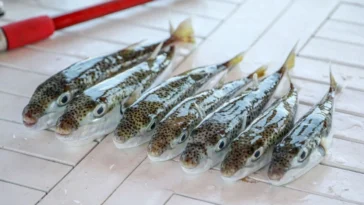 İstilacı balon balığına karşı rekor av