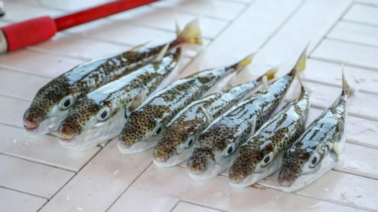 İstilacı balon balığına karşı rekor av