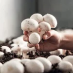 Korkuteli’nde mantar yetiştiriciliği kursu