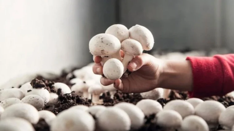 Korkuteli’nde mantar yetiştiriciliği kursu