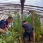 Serayı uyuşturucu tarlasına çevirmiş