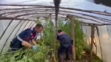 Serayı uyuşturucu tarlasına çevirmiş