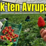 Serik’ten Avrupa’ya