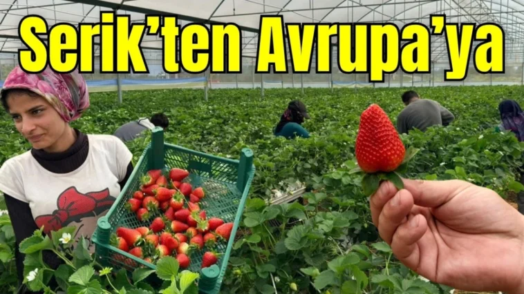 Serik’ten Avrupa’ya