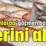 Tezgahlarda 'göçmen balıklar' yerini aldı