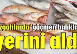 Tezgahlarda 'göçmen balıklar' yerini aldı