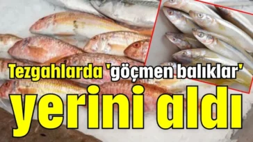 Tezgahlarda 'göçmen balıklar' yerini aldı