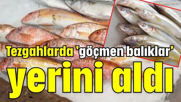 Tezgahlarda 'göçmen balıklar' yerini aldı