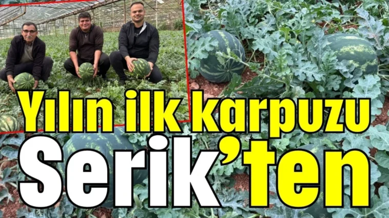 Yılın ilk karpuzu Serik’ten