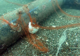 Temizlenen hayalet ağlar ile 1,5 milyon deniz canlısı kurtarıldı