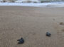 32 yıllık caretta mücadelesi; 1,5 milyon yavru denize ulaştı