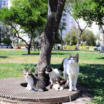 Mahsur kaldıkları yerden kurtarılan yavru kedilere yuva aranıyor