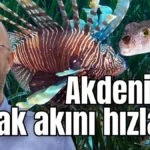 Akdeniz'de kaçak akını hızlandı