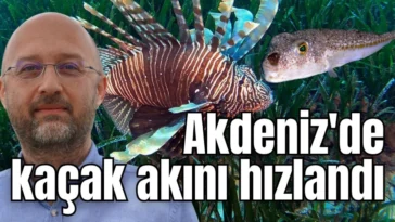 Akdeniz'de kaçak akını hızlandı
