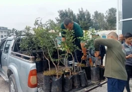 Alanya'da 5 bin keçiboynuzu fidanı dağıtıldı