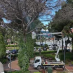 Alanya’da çam böceğine karşı seferberlik