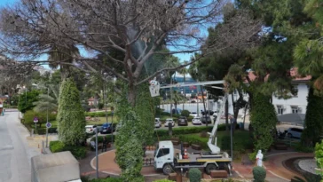 Alanya’da çam böceğine karşı seferberlik