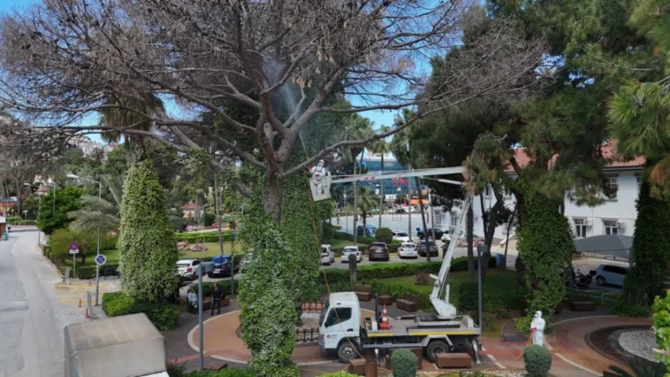 Alanya’da çam böceğine karşı seferberlik