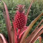 Alanya’da ilk ananas heyecanı