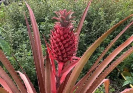 Alanya’da ilk ananas heyecanı