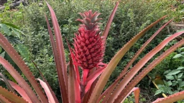 Alanya’da ilk ananas heyecanı