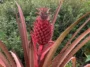 Alanya’da ilk ananas heyecanı