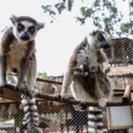 Antalya Doğal Yaşam Parkı’nda yavru lemur sevinci