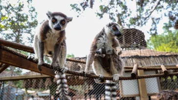 Antalya Doğal Yaşam Parkı’nda yavru lemur sevinci