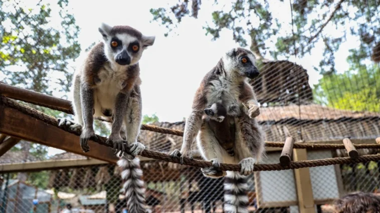 Antalya Doğal Yaşam Parkı’nda yavru lemur sevinci
