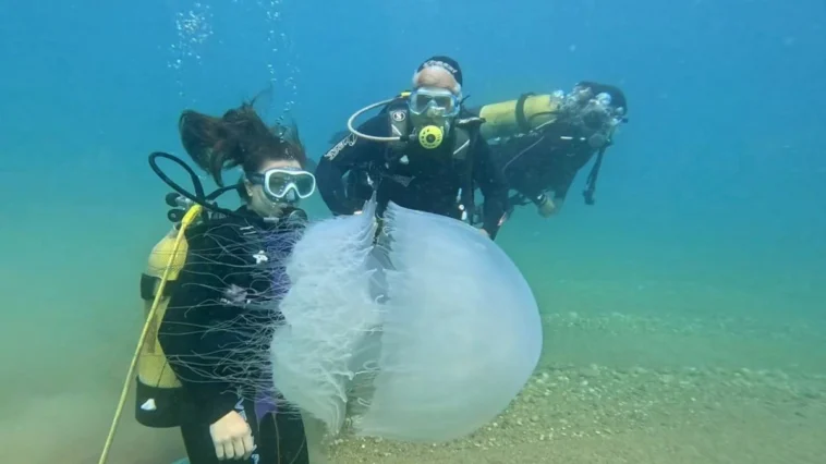 Antalya Körfezi'nde denizanası geçişi bitti