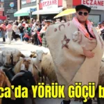 Antalya Kumluca'da Yörük Göçü başladı