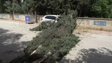 Antalya'da fırtınadan devrilen ağaç park halindeki araca zarar verdi