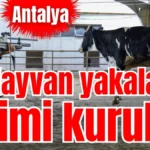 Antalya’da hayvan yakalama timi kuruldu