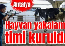 Antalya’da hayvan yakalama timi kuruldu