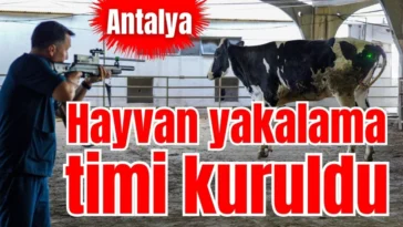 Antalya’da hayvan yakalama timi kuruldu