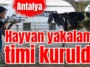 Antalya’da hayvan yakalama timi kuruldu