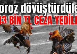 Antalya'da horoz dövüştürdüler 143 bin TL ceza yediler