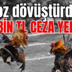 Antalya'da horoz dövüştürdüler 143 bin TL ceza yediler