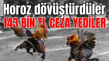 Antalya'da horoz dövüştürdüler 143 bin TL ceza yediler