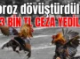 Antalya'da horoz dövüştürdüler 143 bin TL ceza yediler