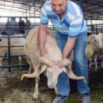 Antalya'da kurban kesim ücretleri açıklandı