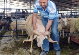 Antalya'da kurban kesim ücretleri açıklandı