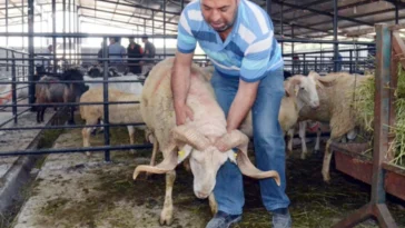 Antalya'da kurban kesim ücretleri açıklandı