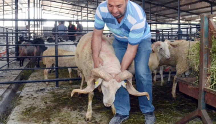 Antalya'da kurban kesim ücretleri açıklandı