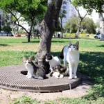 Antalya’da kurtarılan yavru kedilere yuvalar aranıyor