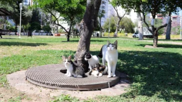 Antalya’da kurtarılan yavru kedilere yuvalar aranıyor