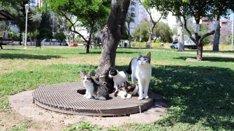 Antalya’da kurtarılan yavru kedilere yuvalar aranıyor